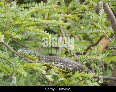 Ein Krokodil Teju (Crocodilurus Amazonicus) über den Rio Orosa im Amazonasbecken in Peru im Laub versteckt. Stockfoto