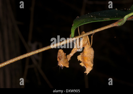 Eine Blatt mimischen Gottesanbeterin (Acanthops SP.) hängt auf der Lauer kopfüber auf einem Zweig in der Nacht im Amazonasbecken in Peru. Stockfoto