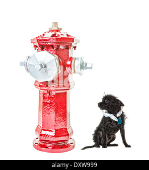 Ein sehr kleiner Hund von einem sehr großen Hydranten eingeschüchtert. Isoliert. HDR. Beschneidungspfad für Hydranten. Stockfoto
