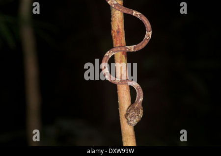 Eine gemeinsame stumpfe Spitze Baumschlange (Imantodes Cenchoa) im Amazonasbecken in Peru. Stockfoto