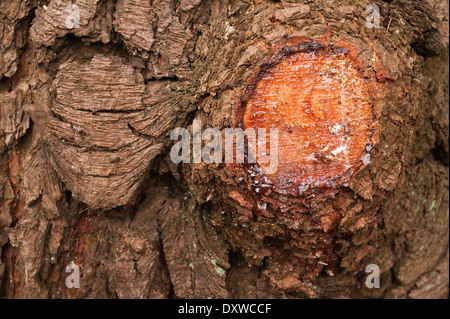Geschnittenen Zweig stumpf auf Koniferen Baum Monterey-Kiefer Heilung und undichte klebrige Kiefer sap Stockfoto