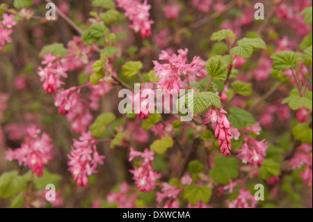 Zarte weiche Blumen rosa rote Johannisbeere Strauch Redflower Busch Stockfoto