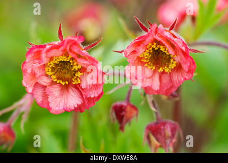 Geum "Bell-Bank", Avens. April, Frühjahr. Zwei rosa Blüten und Knospen. Stockfoto