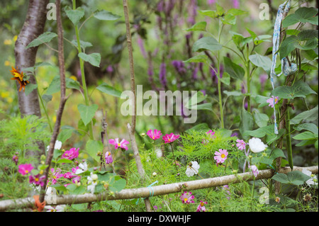 Cosmos Bipinnatus mexikanische Aster Empfindung Muschel Stockfoto