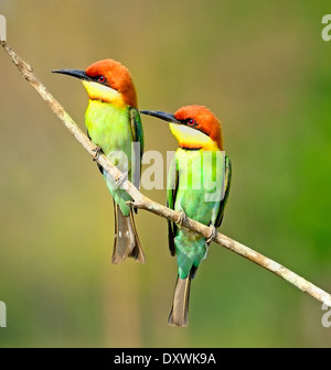 Paar Liebhaber der bunten Vogel, unter der Leitung von Kastanie Bienenfresser (Merops Leschenaulti), stehend auf einem Ast Stockfoto