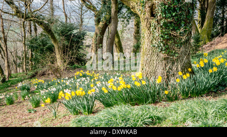 Blick auf blühende Narzissen im Frühjahr an einem bewaldeten Hügel in der Nähe von Usk in Monmouthshire, South Wales, UK, Europa. Stockfoto