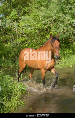 Paso Fino Pferd im Wasser Stockfoto