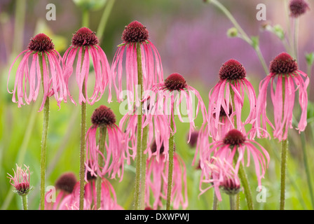 Echinacea Pallida, Echinacea. Mehrjährige Pflanze, July.Pink Blüten. Stockfoto