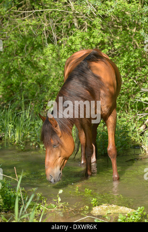 Paso Fino Pferde stehen im Wasser Stockfoto