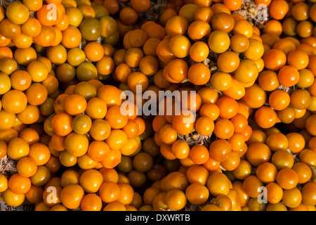 Indien, Dehradun. Indische 'Himbeeren' (Physalis rubro) auf dem Markt. Diese Früchte sehen aus wie Cherry Tomaten aber schmecken wie amerikanische Himbeeren. Stockfoto