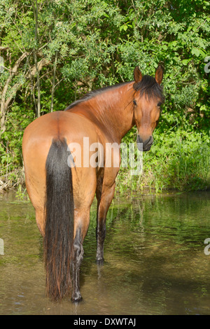 Paso Fino Pferde stehen im Wasser Stockfoto