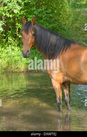 Paso Fino Pferde stehen im Wasser Stockfoto