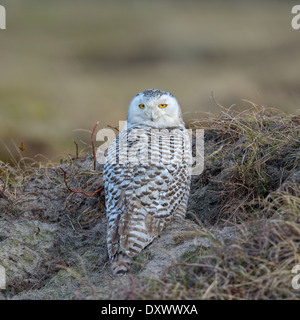 Schnee-Eule (Bubo Scandiacus), weibliche im Winterbereich ruht in den Dünengebieten Grass, Vlieland, West friesischen Inseln Stockfoto