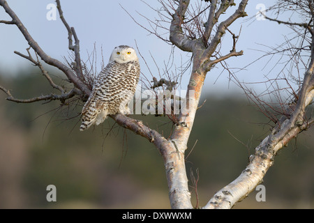 Schnee-Eule (Bubo Scandiacus), weibliche ruht auf einer Birke im Winter Bereich, Vlieland, West Ostfriesischen Inseln Stockfoto