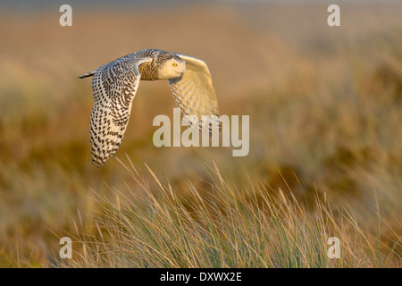 Schnee-Eule (Bubo Scandiacus), weibliche fliegen über seine Winterbereich Abend Licht, Vlieland, West Ostfriesischen Inseln Stockfoto