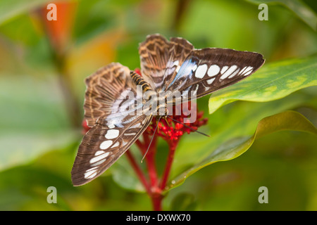 Blaue Clipper Schmetterling (Parthenos Sylvia Lilacinus), in Gefangenschaft, Thüringen, Deutschland Stockfoto