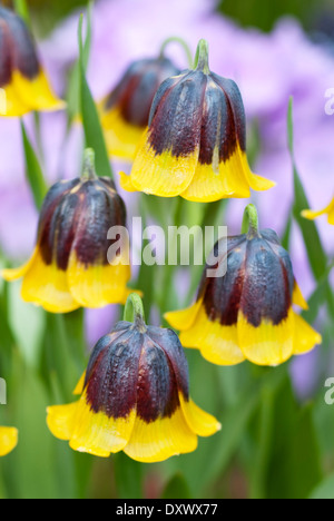 Nahaufnahme von Fritillaria Michailovskyi, Fritillary. Birne, Februar. Gelbe und braune bewundernswerter. Stockfoto