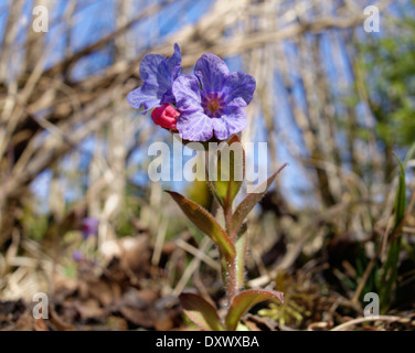 Weiches Lungenkraut (Pulmonaria Mollis), Isarauen, Bayern, Deutschland Stockfoto