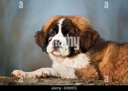 Bernhardiner Welpe, liegend, Deutschland Stockfoto