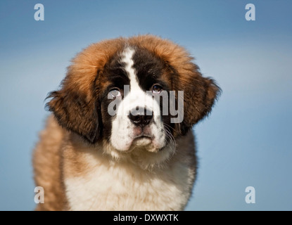 Bernhardiner Welpen, Porträt gegen blauen Himmel, Deutschland Stockfoto
