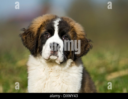 Bernhardiner Welpen, Porträt, Deutschland Stockfoto