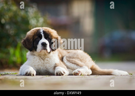 Bernhardiner Welpen liegen auf dem Bürgersteig, Deutschland Stockfoto