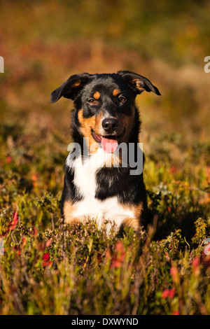 Appenzeller Sennenhund, junger Hund im Herbst, Nord-Tirol, Österreich Stockfoto