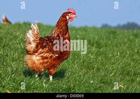 Haushuhn, braune Legehenne, Lohmann Brown-Classic Stockfoto