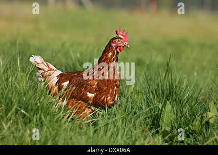 Haushuhn, braune Legehenne, Lohmann Brown-Classic Stockfoto