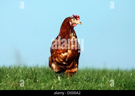 Haushuhn, braune Legehenne, Lohmann Brown-Classic Stockfoto