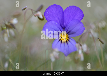 Stiefmütterchen oder wilde Stiefmütterchen (Viola Tricolor), Emsland Region, Niedersachsen, Deutschland Stockfoto