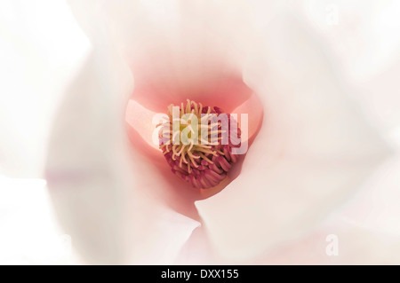 Blume der Tulpen-Magnolie (Magnolia × Soulangeana) mit Stigmatisierung und Staubblätter, Frankfurt Am Main, Hessen, Deutschland Stockfoto