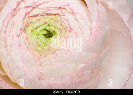 blass rosa Ranunkeln, persische Hahnenfuß, Hintergrund Stockfoto