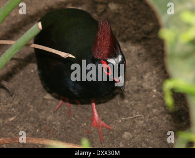 Porträt eines männlichen Crested Rebhuhn oder Roul-Roul (Rollulus Rouloul), alias rot-gekrönter Holz Rebhuhn oder grün Holz Wachtel Stockfoto