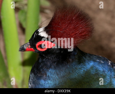 Porträt eines männlichen Crested Rebhuhn oder Roul-Roul (Rollulus Rouloul), alias rot-gekrönter Holz Rebhuhn oder grün Holz Wachtel Stockfoto