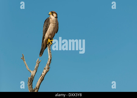 Lanner Falcon (Falco Biarmicus), Kgalagadi Transfrontier Park, Nordkap, Südafrika Stockfoto