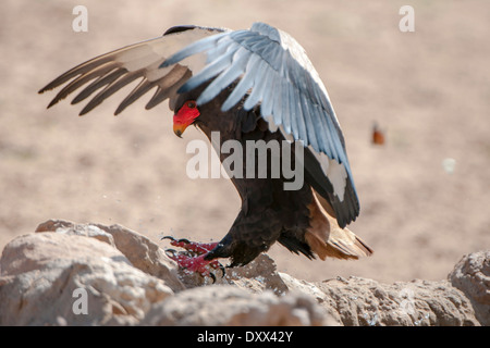 Bateleur (Terathopius Ecaudatus), Landung, Kgalagadi Transfrontier Park, Nordkap, Südafrika Stockfoto