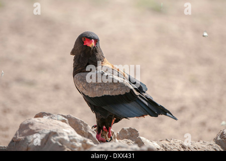 Bateleur (Terathopius Ecaudatus), Kgalagadi Transfrontier Park, Nordkap, Südafrika Stockfoto