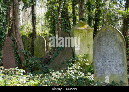 Alte Grabsteine im Unterholz auf Nunhead Friedhof im Süden von London. Stockfoto