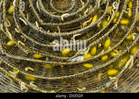 Seidenraupen (Bombyx Mori) und Seidenkokons auf einem Bast Korb, Seide Bauernhof, Kambodscha Stockfoto