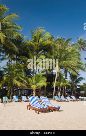 Liegestühle am Strand mit Palmen, Mae Nam Beach, Ko Samui, Thailand Stockfoto