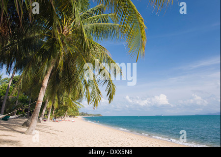 Strand mit Palmen, Mae Nam Beach, Ko Samui, Thailand Stockfoto