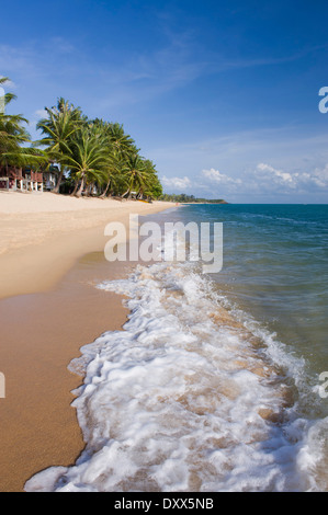 Strand mit Palmen, Mae Nam Beach, Ko Samui, Thailand Stockfoto