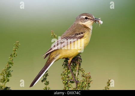 Western-Schafstelze (Motacilla Flava) thront mit Beute, Strohauser Plate, Niedersachsen, Deutschland Stockfoto