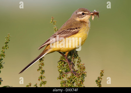 Western-Schafstelze (Motacilla Flava) thront mit Beute, Strohauser Plate, Niedersachsen, Deutschland Stockfoto