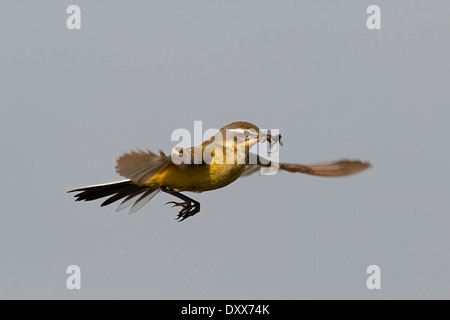 Western-Schafstelze (Motacilla Flava) im Schwebeflug mit Beute, sich nähern, Strohauser Plate, Niedersachsen, Deutschland Stockfoto