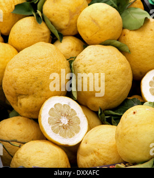 Gelbe Grapefruit von Sizilien gesammelt nur aus dem grünen Baum Garten in Italien Stockfoto