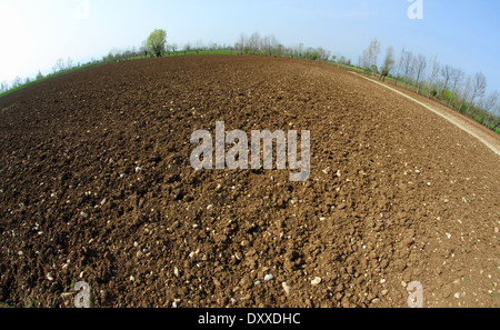 riesige neu gesäten Getreidefeld im Frühjahr Stockfoto