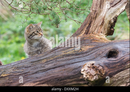 Schottische Wildkatze (Felis Silvestris Grampia) Stockfoto