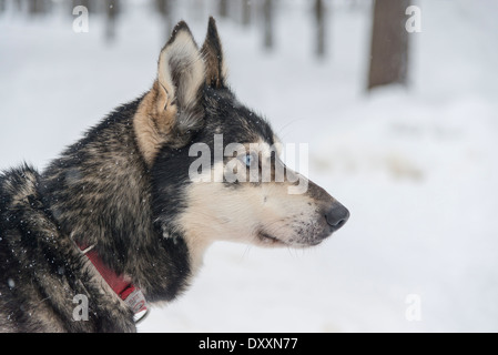 Ein husky Hund, einzige, Side Kopfprofil, im Schnee in Lappland Finnland Stockfoto